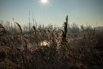 Fototapeta premium Frosty reeds in winter sunlight by a river 
