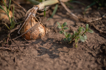Harvested onion on dry soil
