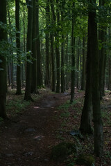 Forest path surrounded by tall trees

