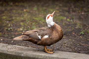 white and brown duck in the grass
