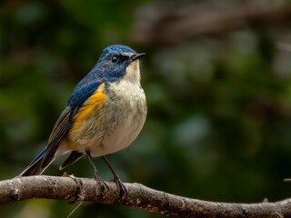 森の中の木陰で枝に留まって周りを見渡しているルリビタキの雄