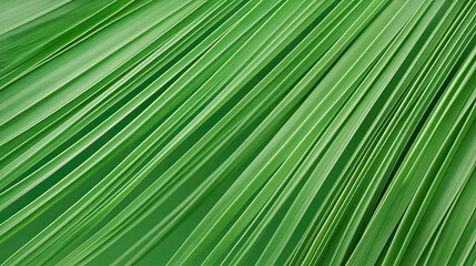 Obraz premium Diagonal Lines Of Vibrant Green Palm Leaves