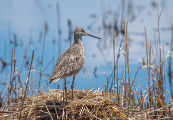 Willet on Nest Site