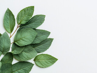 Fototapeta premium Discover the Flavorful Impact of Fresh Mint Leaves: Enhance Your Dishes and Beverages with Their Vibrant Aroma and Refreshing Taste for a Culinary Delight!