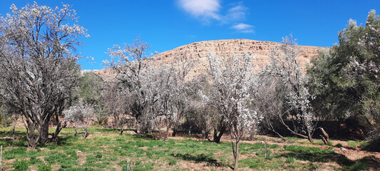The Arrival of Spring: Almond Tree Blossoms