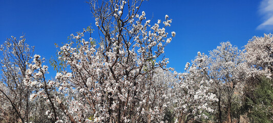 The Arrival of Spring: Almond Tree Blossoms