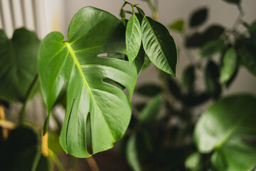 Closeup of glossy perforated leaf of decorative evergreen houseplant Monstera. Exotic tropical philodendron with thin stem and split leaves. Tropical background © mdyn