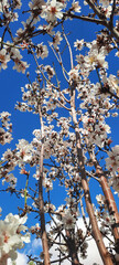 The Arrival of Spring: Almond Tree Blossoms
