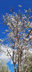 The Arrival of Spring: Almond Tree Blossoms