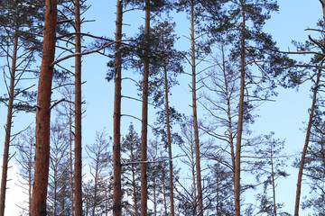 Obraz premium Tree trunks in the forest in winter, pine forest. Photo of trees for natural background. Pine trunks against the blue sky. Natural background