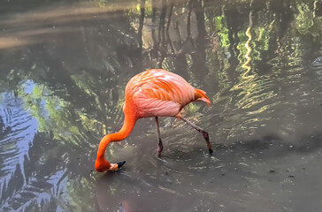 A beautiful pink flamingo walking in the shallow water in the zoo on Martinique
