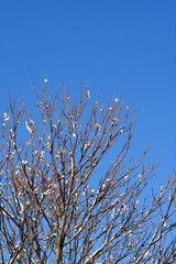 Tree of heaven branches in winter