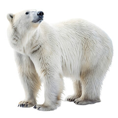 Fototapeta premium Adorable bear isolated