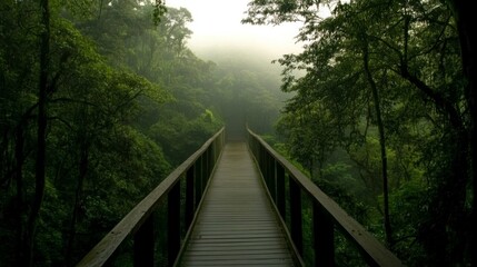 Misty Forest Footbridge