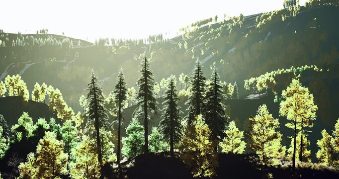 A lush landscape features tall, slender pine trees and colorful broadleaf trees under bright sunlight. The scenic hills create a tranquil atmosphere, inviting exploration of nature.
