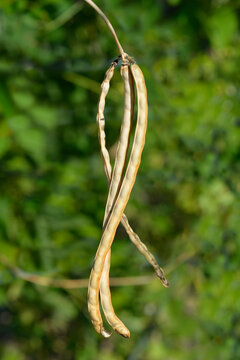 Catjang cowpea seed pod