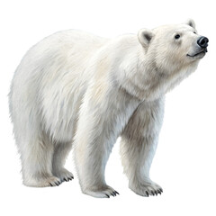 Adorable bear isolated