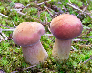 Sunlight hitting two mushrooms outside