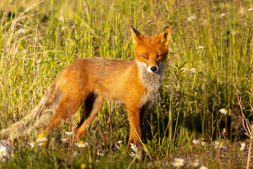 wild fox on a background of grass and flowers in the tundra