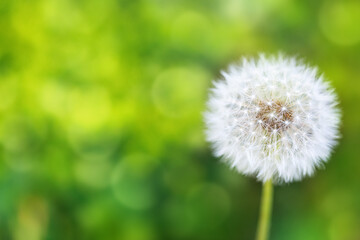 Dandelions in the morning sunshine, against a fresh green backdrop.