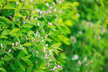 Garden with blooming flowers and lush greenery. Gardening, outdoor, nature, spring