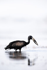 A solitary African Openbill wades through shallow water, its dark silhouette contrasting beautifully against a soft, minimalist background.