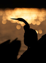 A striking silhouette of a bird perched against a golden, shimmering water backdrop at sunset