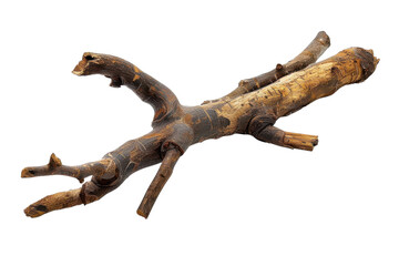 Natural wooden stick with unique shapes and textures displayed against a white background isolated on transparent background