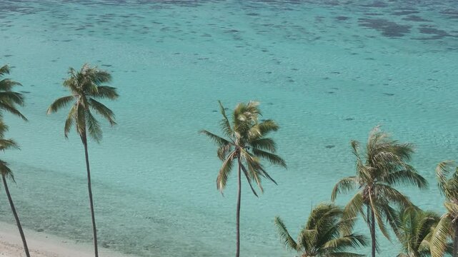Aerial View Of A Tropical Island - Moorea, Beach Coconuts, French Polynesia