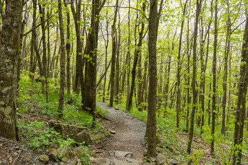 The foliage is just starting to leaf out in the beech-maple forest along the Elk Knob Summit Trail in western North Carolina. The winding trail gains 943 feet of elevation on the hike to the top.