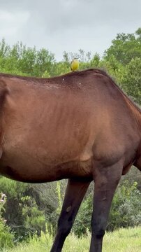 CABALLOS