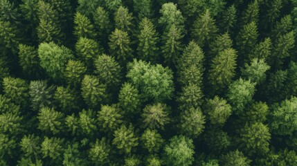 Fototapeta premium High Angle View of Dense Forest Canopy