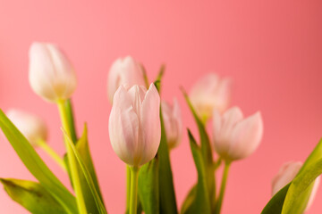 Fototapeta premium Beautiful pink tulips on a pink background. Women's Day March 8