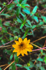 Moody Yellow Flower Blooms in Rain with Dew