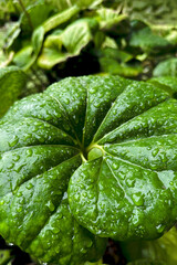 Multiple Varieties Foliage with Rain Dew Drops Moody