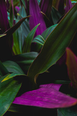 Multiple Varieties Foliage with Rain Dew Drops Moody