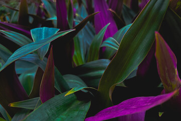 Multiple Varieties Foliage with Rain Dew Drops Moody