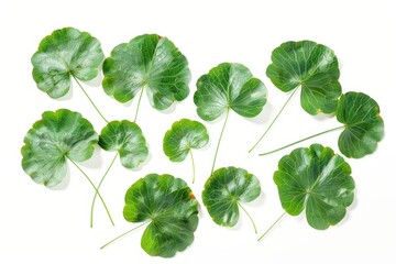A vibrant arrangement of fresh green leaves displaying natural beauty and intricate textures isolated on transparent background