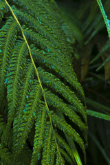 Beautiful Moody Closeup Fern Foliage