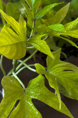 Multiple Varieties Foliage with Rain Dew Drops Moody
