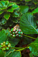 Moody Foliage With Cute Berries