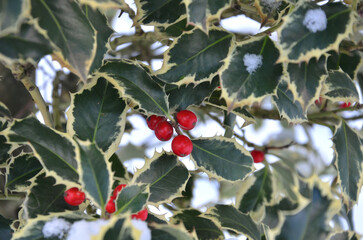 Winter  holly berries closeup photo outdoors. Ilex aquifolium 'Argentea Marginata' red berries and...