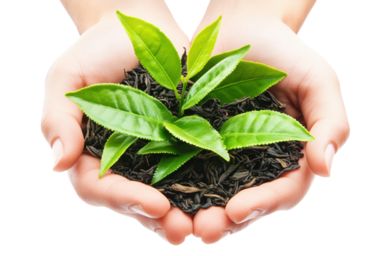 Nurturing fresh green tea leaves held gently in hands against a bright background isolated on transparent background - Powered by Adobe