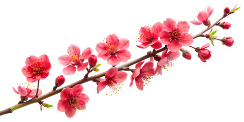 Fototapeta premium cherry blossom isolated on white