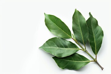 Freshly picked bay leaves arranged elegantly on a soft neutral background for culinary inspiration isolated on transparent background