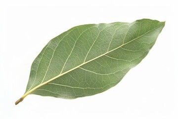 Obraz premium A single bay leaf showcasing its intricate texture against a clean white background isolated on transparent background