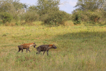 Tüpfelhyäne / Spotted hyaena / Crocuta crocuta