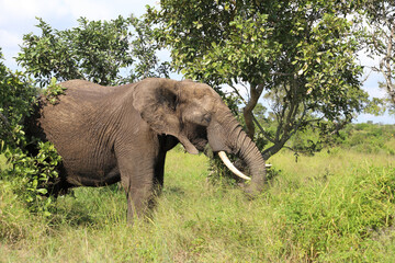 Afrikanischer Elefant / African elephant / Loxodonta africana
