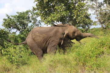 Fototapeta premium Afrikanischer Elefant / African elephant / Loxodonta africana