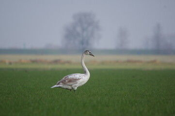 young mute swan in a meadow grassland pasture